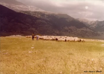 Κτηνοτροφία
